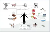 Các bệnh lây truyền từ động vật sang người và cách phòng chống.
