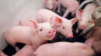 Các bệnh thường gặp ở lợn con mới đẻ và cách xử lí