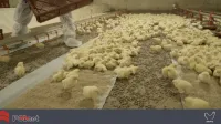  Giấy tập ăn cho gà (Chick paper)