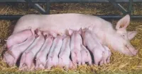 Những bài học kinh nghiệm trong chăn nuôi lợn an toàn