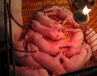 Mẹo nhỏ chăn nuôi heo: “hộp tăng nhiệt độ” cho heo con sơ sinh